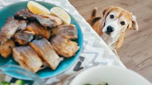 Hunde benötigen beim futter feste uhrzeiten und angemessene mengen. Warum Man Hunde Nicht Vom Tisch Futtern Sollte