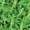 Instructions to plant and grow a kitchen herb. 1