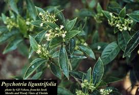 Image result for Psychotria pumila