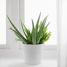 Aloe Vera Potted Plant Ikea