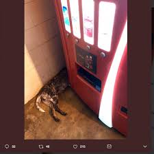 Add rest stop to one of your lists below, or create a new one. Man Stops For A Soda At Rest Stop What He Found Living Behind The Machine Will Amaze You