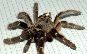 They do not have silk glands; Ceratogyrus Wikipedia