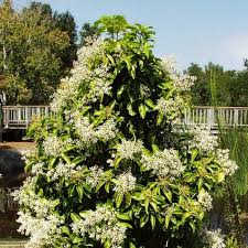 Image result for Ardisia staudtii