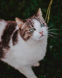 Here's a brief explanation of the various types of pills. Birth Control Pills For Cats Top Cat Breeds
