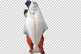 Pollock fish is a marine fish species of the cod family gadidae. Outerwear Shoulder Fish Fish Animals Fish Ketchikan Halibut Fishing Charters Png Klipartz