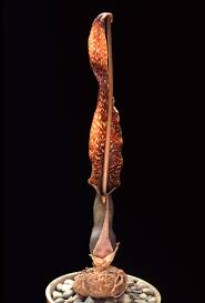 Image result for Sauromatum venosum