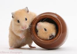 Pequenos Animales En Casa Tips Y Consejos Para Tener Tu Mascota