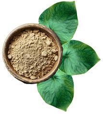 Buy Kava, Bulk Kava and Kava Supplier | Botany Evolution