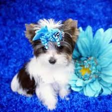 If you are unable to find your puppy in our puppy for sale or dog for sale sections, please consider looking thru thousands of dogs for adoption. Yorkie Puppies Sale Teacup Yorkies Parti Chocolate Golden Yorkshire Terriers