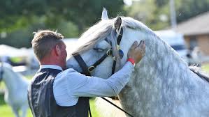 27 stunning show ring moments H&H captured during the 2019 show season