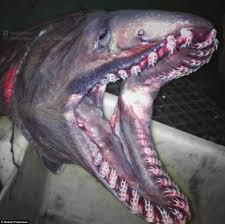 We did not find results for: Russian Fisherman Reveals His Strange Deep Sea Catches Daily Mail Online