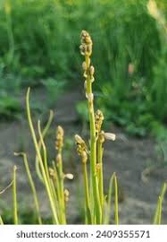 Image result for Juncaginaceae