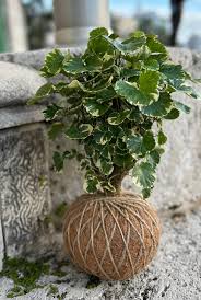 Image result for Polyscias