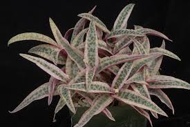 Image result for Ledebouria Unidentified sp. no6.