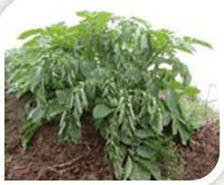 Both fusarium and verticillium wilt can produce yellowing leaves, withered stems and other signs of plant. Potato Plant Showing Wilted Leaves Download Scientific Diagram