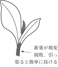 花卉病害虫 エビネの絵目次