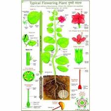 Typical Parts Of Flowering Plant Charts