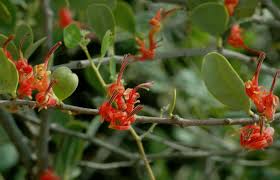 Image result for Plicosepalus