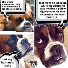 Sarcastic Boxer Dog Quarantine Meme Petrage
