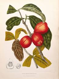 Image result for Syzygium jambos
