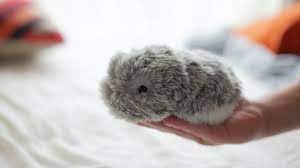 Pet is listed in the world's largest and most authoritative dictionary database of abbreviations and acronyms the free dictionary Moflin An Ai Pet Robot With Emotional Capabilities By Vanguard Industries Inc Kickstarter