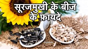 Sunflower Seeds Wholesale Price Mandi Rate For Sunflower