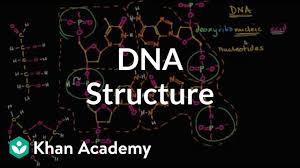 The two strands are held together by hydrogen bonds between the nitrogenous bases of the. Molecular Structure Of Dna Video Khan Academy