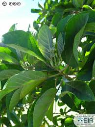 Image result for Delostoma