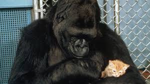 Энтони гонсалес, гаэль гарсиа берналь, бенджамин брэтт и др. Koko The Gorilla Whose Sign Language Abilities Changed Our View Of Animal Intelligence Dies At 46 Los Angeles Times