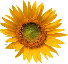 Transparent Flowers Transparent Sunflower X Transparent Flowers Flowers Button Flowers