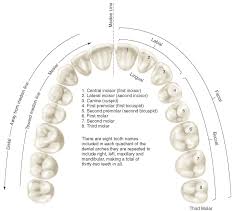 Application Of Nomenclature Tooth Numbers L1 To L8