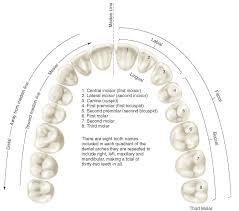 application of nomenclature tooth numbers l1 to l8