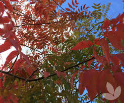 The chinese pistache has dark green foliage turning to a striking red in fall and peeling bark, adding interest in every season. Pistacia Chinensis Chinese Pistachio Trees Speciality Trees