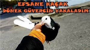 Guvercinlerin Banyo Keyfi Ve Salma Hakkinda Merak Edilenler Rahatlatici Video Youtube