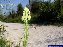 Image result for Resedaceae