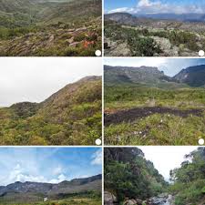 Image result for Syngonanthus longibracteatus