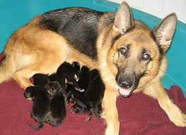 Akc german blood line pups we have three females and one male. German Shepherd Puppies For Sale My Bodyguard Dogs Dog Breeding