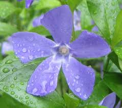 Image result for Cylindropsis parvifolia