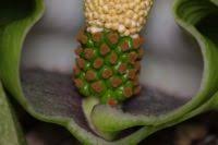 Image result for Amorphophallus lewallei