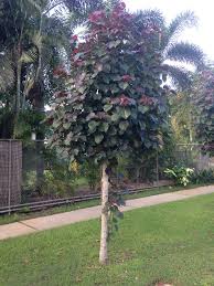 Image result for Hibiscus tiliaceus