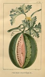 Watermelon Flore Medicale Des Antilles Ou Traite Des Plantes Usuelles Ct 5 P Impressions Botaniques Gravures Botaniques Anciennes Dessin Botanique