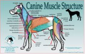 canine muscle anatomy poster canine muscle chart dog