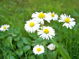 Krautergarten Magazin Ganseblumchen Als Heilpflanze Heilpflanzen Pflanzen Krauter Pflanzen