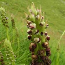 Image result for Corycium