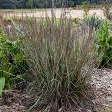 Image result for Schizachyrium brevifolium