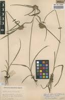 Image result for Cyperus mapanioides