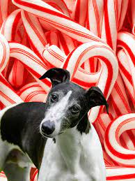 Can Dogs Have Peppermint Spoiled Hounds