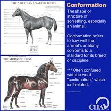 Pin By Tara Patten On Equine The Horse Horses Morgan