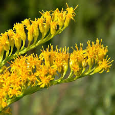 Image result for Gnidia chapmanii