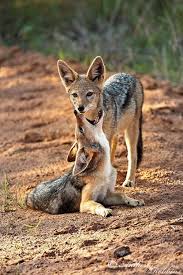 Funny Wildlife Funnywildlife Jackal Pups At Play By Anthony Animals Animals Wild Animals Beautiful